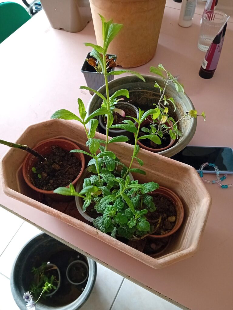 Atelier jardinage